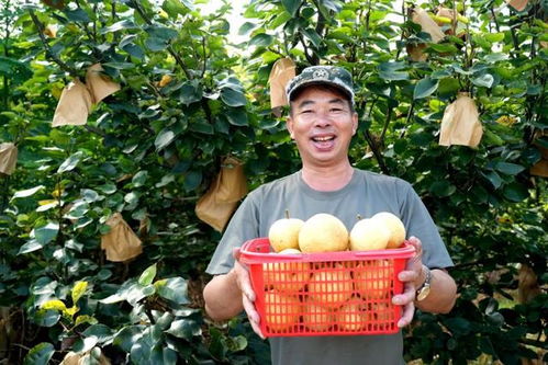 福建永定臺灣脆梨豐收上市，生態(tài)農(nóng)業(yè)守護(hù)無脊椎動物多樣性